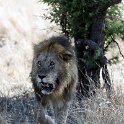 TZA MAR SerengetiNP 2016DEC24 LemalaEwanjan 027 : 2016, 2016 - African Adventures, Africa, Date, December, Eastern, Lemala Ewanjan Camp, Mara, Month, Places, Serengeti National Park, Tanzania, Trips, Year